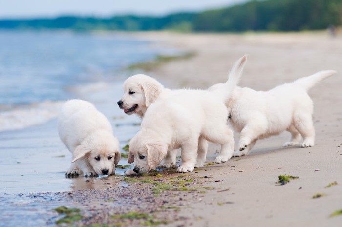 Golden Retriever Puppies on a Beach
