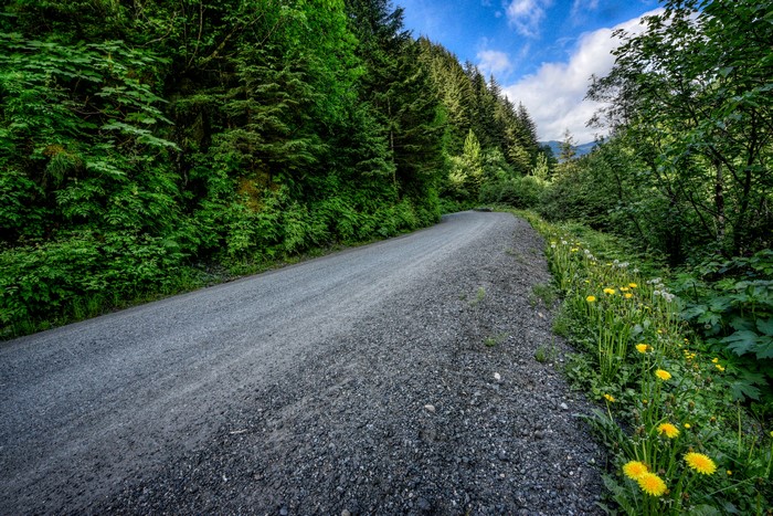 Gravel road through a forest in Alaska
