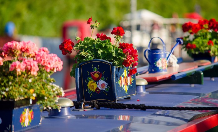 Geraniums in decorative pots on a boat
