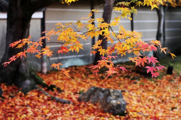 Autumn Maple Leaves in Japan