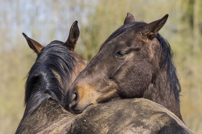 Two horses interacting