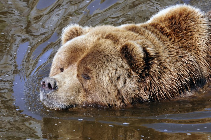 Brown Bear Swimming in Water