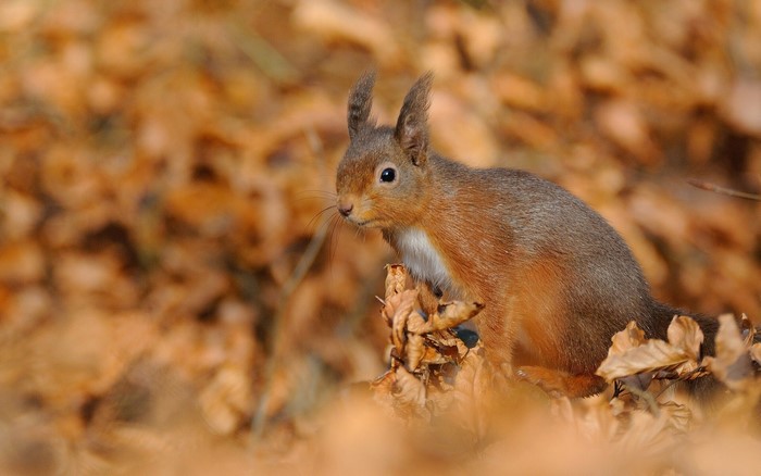 Red squirrel in autumn leaves