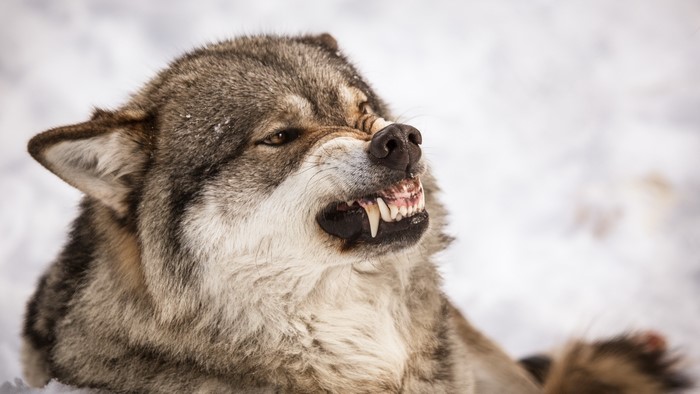 Wolf snarling in the snow