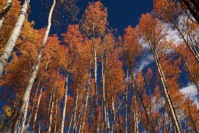 Aspen trees in autumn with orange leaves