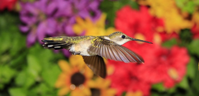 Hummingbird flying in front of colorful flowers