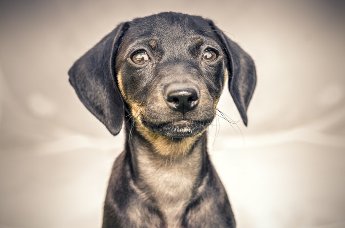Dachshund Pinscher puppy looking forward
