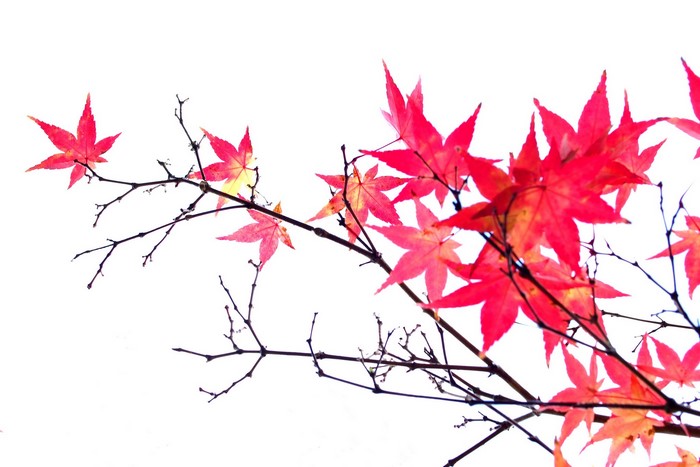 Red maple leaves on branches against white background