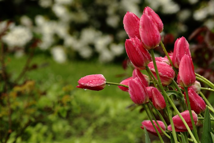 Pink Tulips with Water Drops
