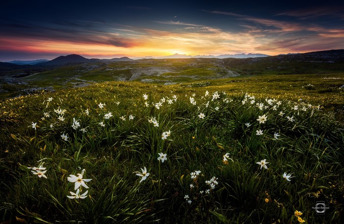 Field of white flowers at sunset in the mountains
