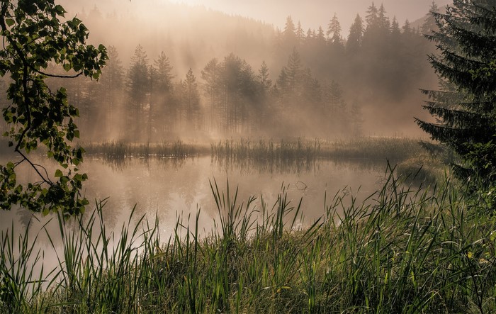 Misty lake with forest and reeds