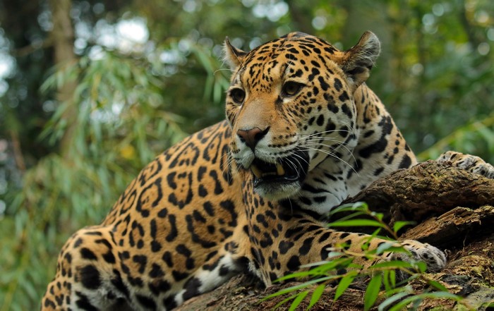 Jaguar resting on a tree branch