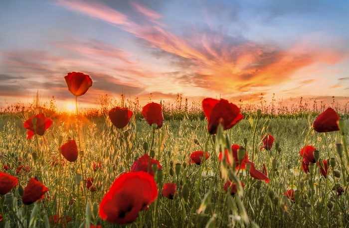 Field of red poppies at sunset