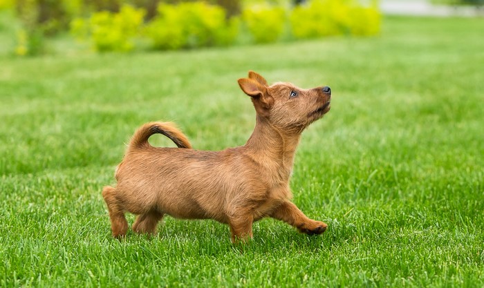 Brown puppy running on green grass