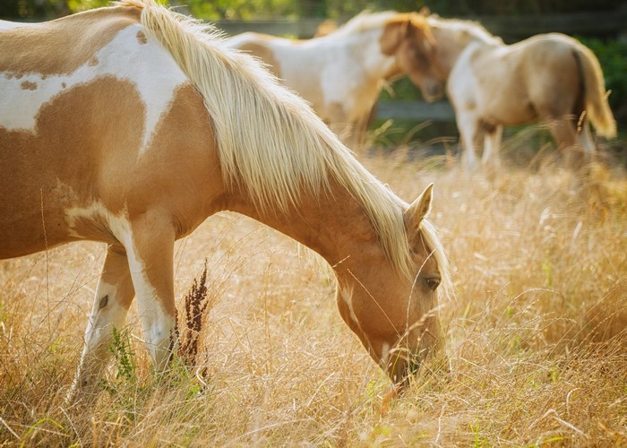Horses grazing in a dry grassy field