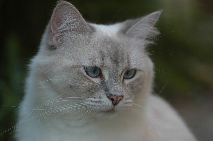 Close-up of a Ragdoll cat with blue eyes