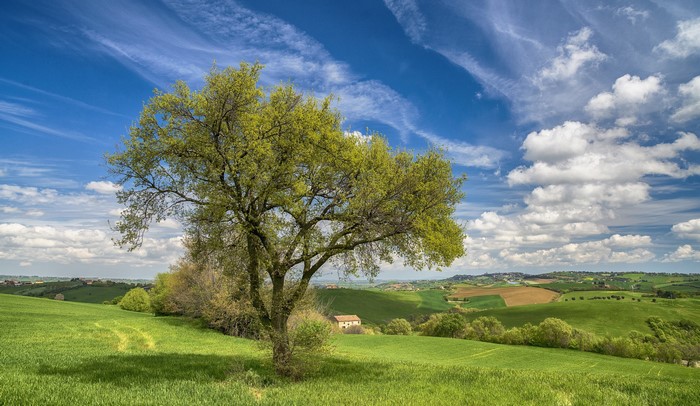 Tree in Italian Countryside with Rolling Hills and Clouds