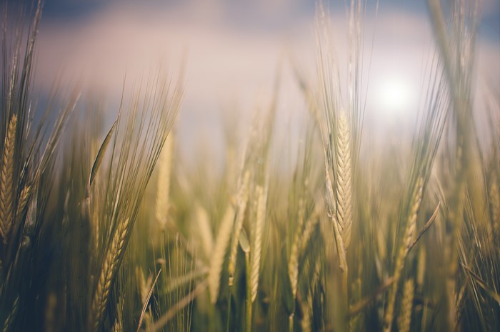 Closeup of a wheat field