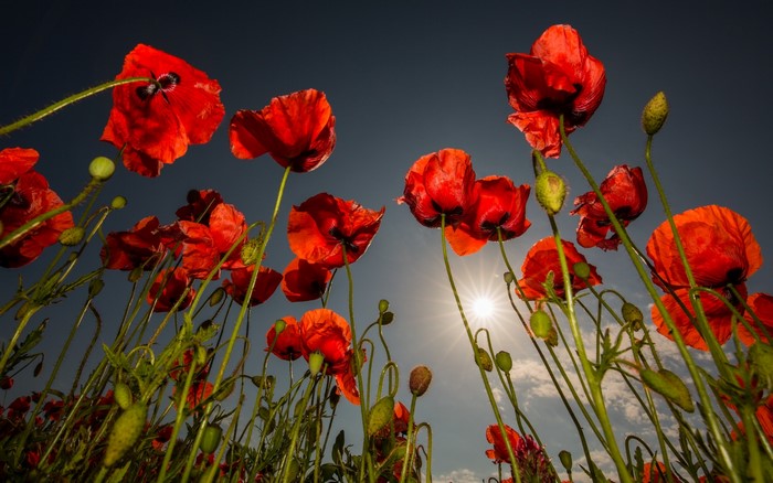 Vibrant Red Poppies Under Clear Blue Sky