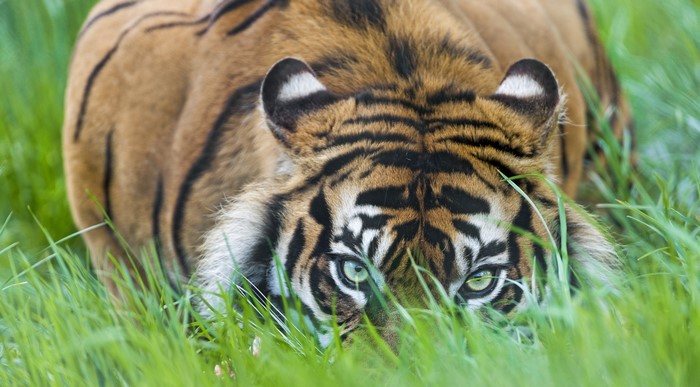 Tiger peeking through tall green grass