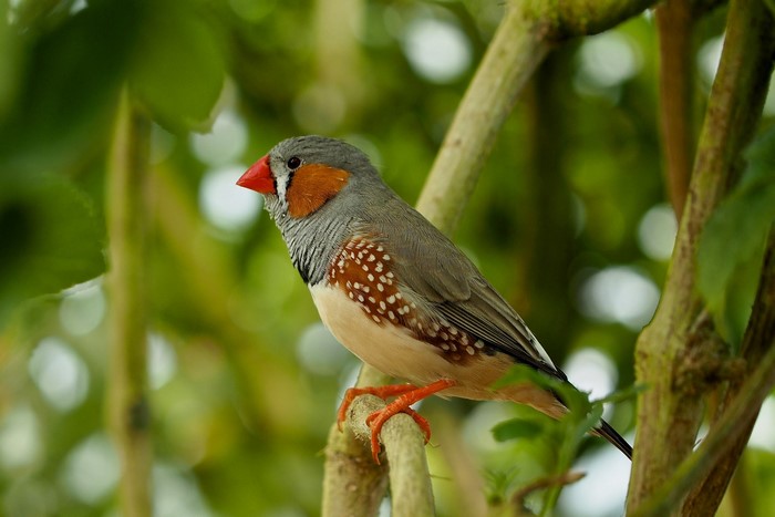Zebra finch perched on a branch