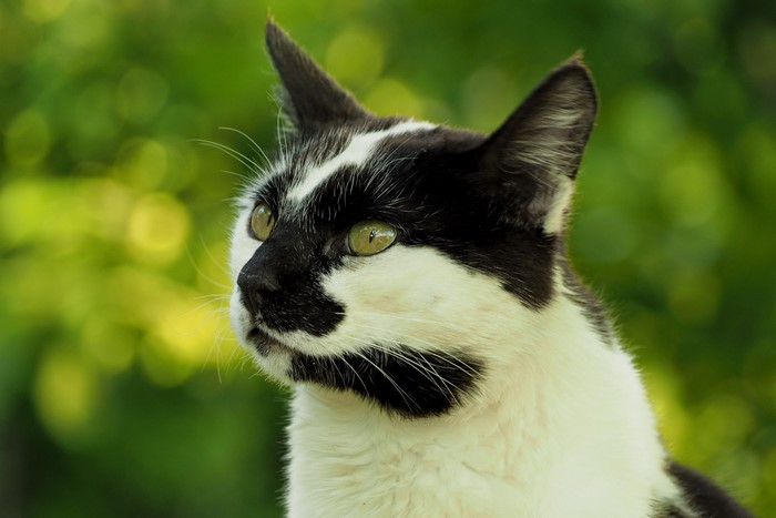 Black and white cat looking to the left