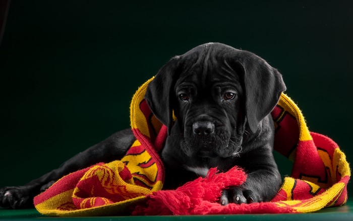 Black Cane Corso puppy wrapped in a scarf