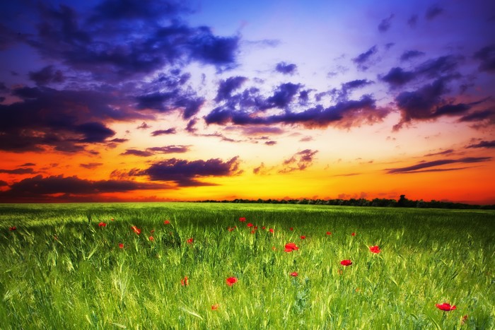 Poppies in a field at sunset