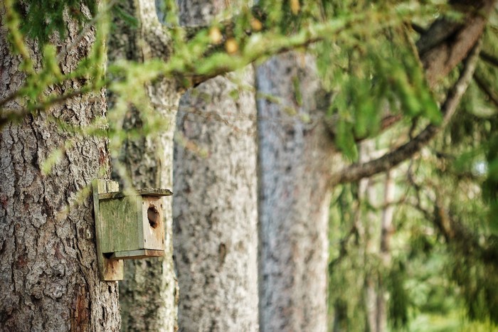 Nest box on a tree trunk
