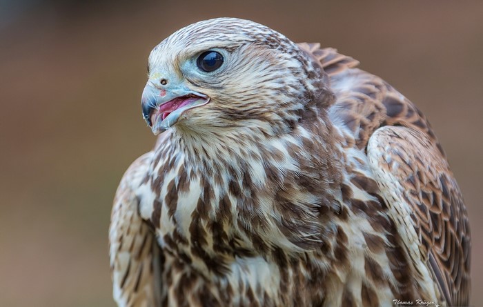 Close-up of a Saker Falcon