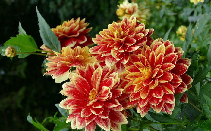 Red and yellow Dahlias with a bud