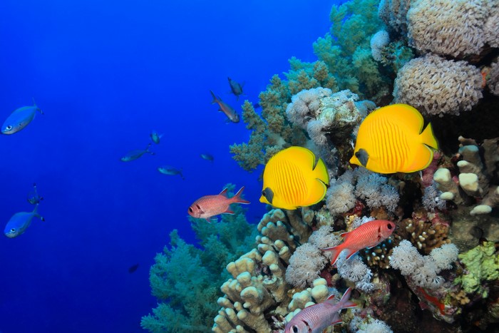 Underwater world with fish and corals