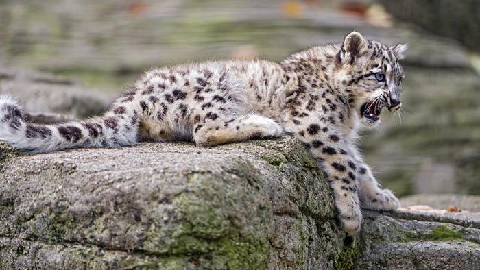 Snow leopard cub on rocks