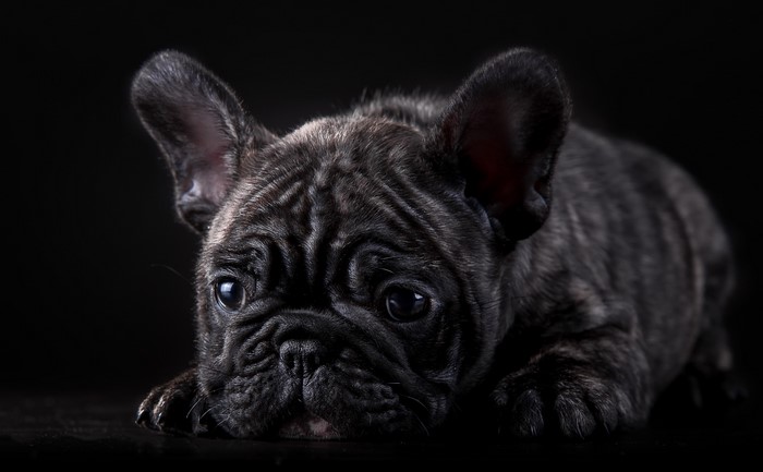 Brindle French Bulldog puppy on black background