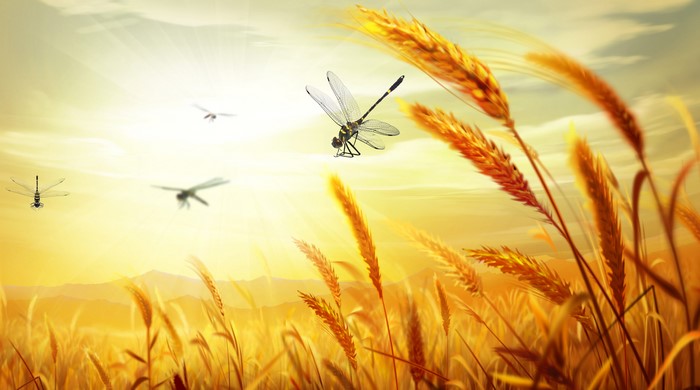 Dragonflies flying over a wheat field at sunset
