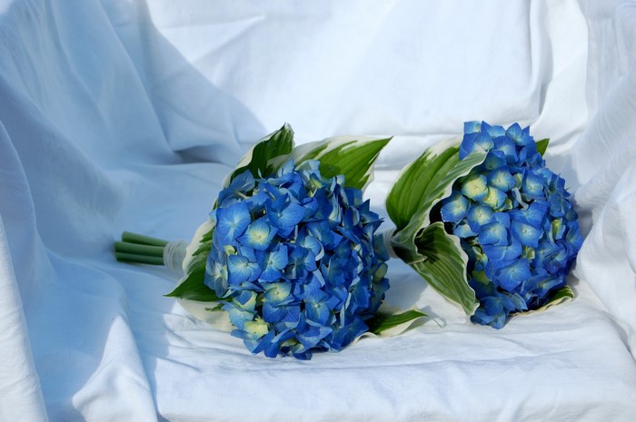 Two blue hydrangea bouquets with green leaves