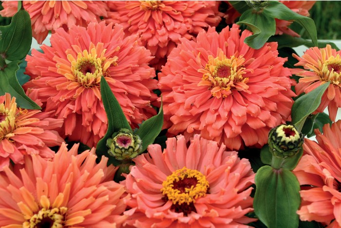Close-up of Coral Zinnias with Buds