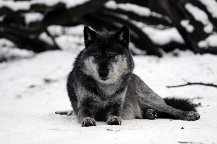 Wolf in the Snow