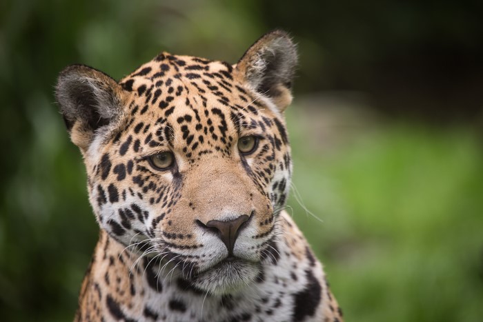 Jaguar's Face with Spotted Fur