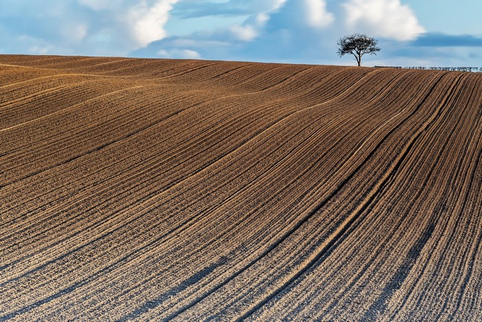 Ploughed Field with Lone Tree and Clouds