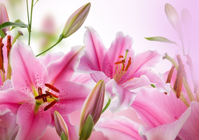 4K Pink Lilies Closeup