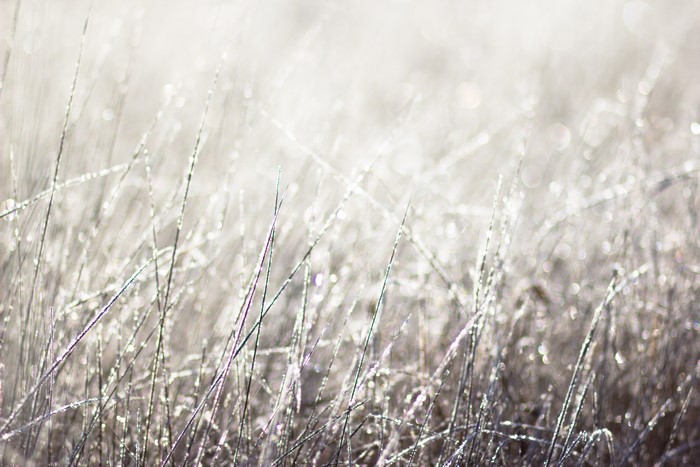 Close-up of grass with dew drops