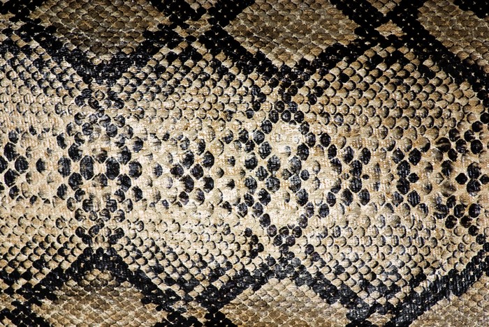 Close-up of snake skin texture