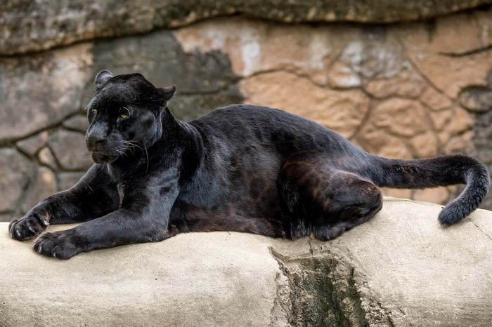Black Panther lying on a rock