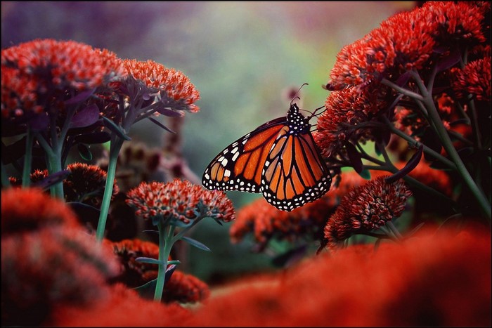 Monarch butterfly on red flowers