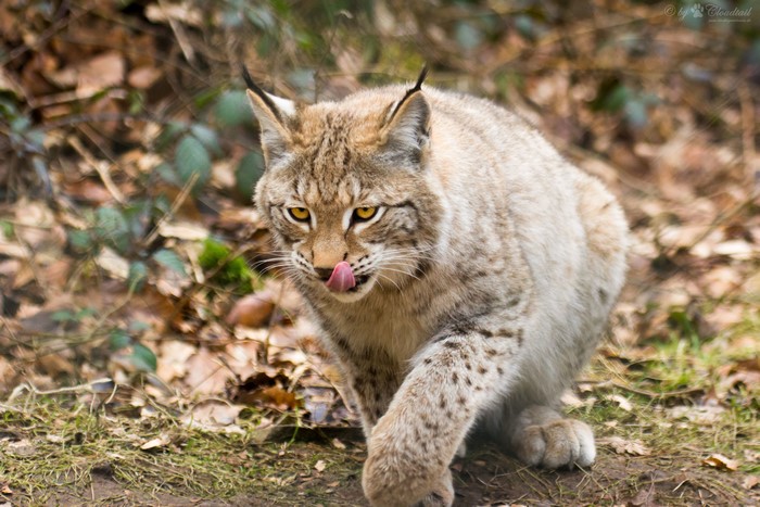 Lynx licking its nose in a forest