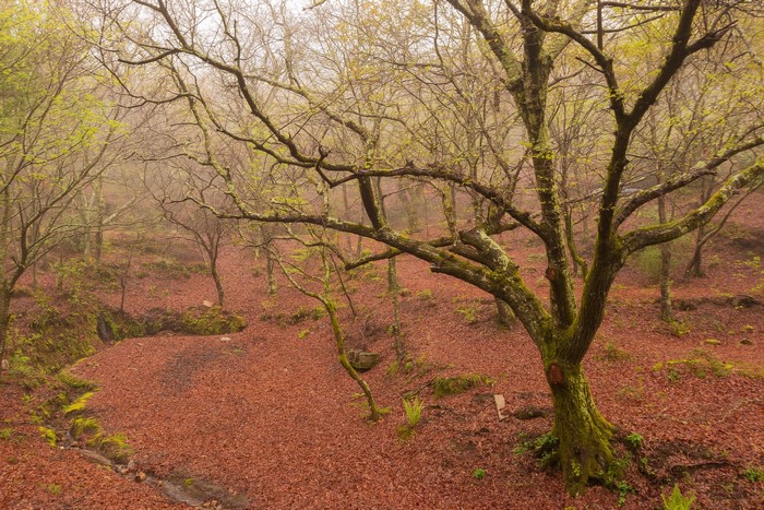 Misty forest floor covered in fallen leaves with bare trees