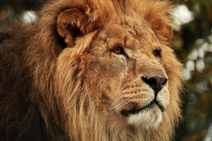 Close-up of a male lion's face