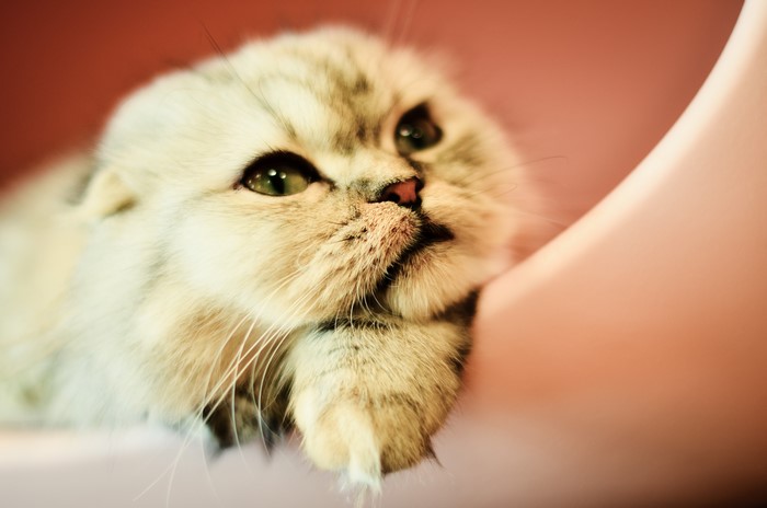 Scottish Fold Cat Looking Up