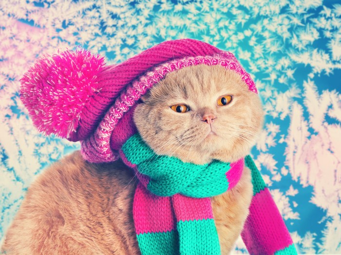 Cat wearing a winter hat and scarf